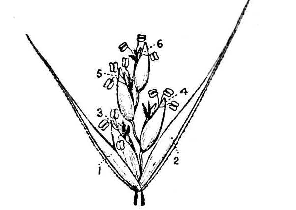 File:The Spikelet of Dinebra arabica. 1 and 2. Empty glumes; 3, 4, 5, and 6. flowering glumes with flowers..png