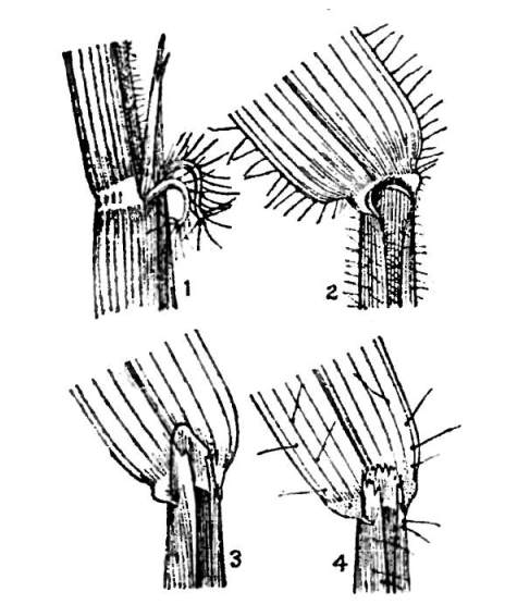 File:Ligules of 1. Oryza sativa; 2. Panicum javanicum; 3. Andropogon Schœnanthus; 4. A. contortus.png