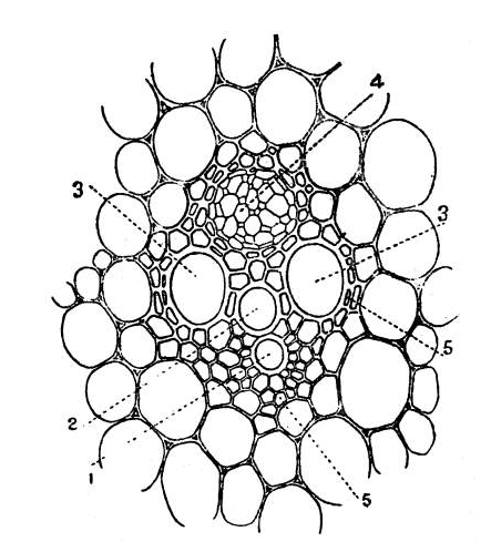 File:Transverse section of a vascular bundle. × 250 1. Annular vessel; 2. spiral vessel; 3. pitted vessel; 4. phloëm or sieve tubes; 5. sclerenchyma.png