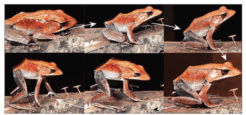 File:The nocturnal Apatani Horned Toad, found in the Eastern Himalayas, normally relies on its leaf-litter camouflage to stay hidden. But when threatened, it inflates itself, emits a sharp shriek and bites.jpg