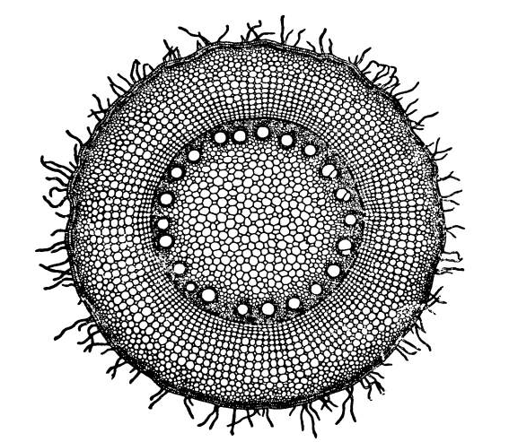 File:Transverse section of the entire root of Andropogon Sorghum. × 25.png