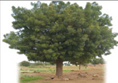 Neem.png