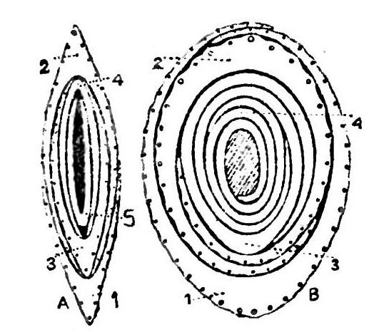 File:Transverse section of leaf-buds A. Conduplicate; 1, 2 and 3. leaf-sheaths; 4 and 5. leaf-blades. B. Convolute; 1 and 2, leaf-sheaths; 3 and 4. leaf-blades.png