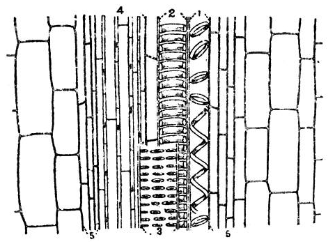 File:Longitudinal section of a vascular bundle. × 250 1. Annular vessel; 2. spiral vessel; 3. pitted vessel; 4. sieve tubes or phloëm; 5. sclerenchyma.png