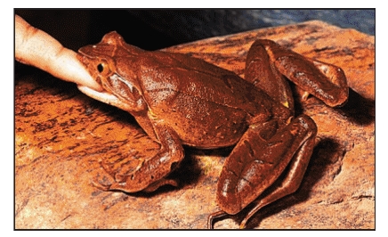 File:The diurnal Bicoloured Frog from Kerala stiffens its limbs and lifts its body vertically, giving the illusion of greater size and menace.jpg