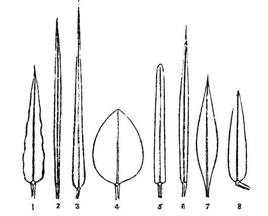 File:Shapes of leaf-blades. 1, 7 and 8. Lanceolate; 3 and 6. lanceolate-linear; 2 and 5. linear; and 4. ovate.png